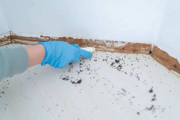 Best Termite Inspection and Treatment  in Marietta Alderwood, WA